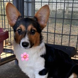 Tri Girl 1 - Black and tan female Pembroke Welsh Corgi puppy in Bay Area, California from MJ's Corgis
