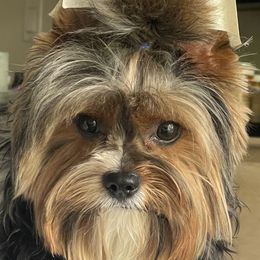 Biewer Terrier All Grown Up from Puppy boutique