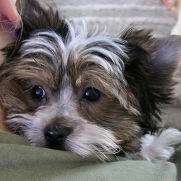 Echo - Black tan and white male Biewer Terrier puppy in Leander, Texas from Central Texas Biewer Terriers