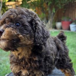 Poodles from BirchBark Poodles