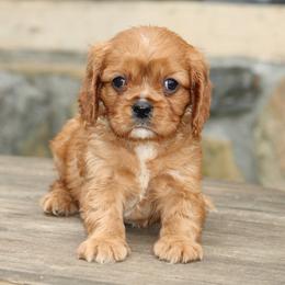 Male 3 - Ruby male Cavalier King Charles Spaniel puppy in Toccoa, Georgia from Ruby and Black Cavaliers