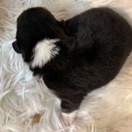 Boy 1 - Red male Pembroke Welsh Corgi puppy in Mountain View, Hawaii from Celtic Corgis