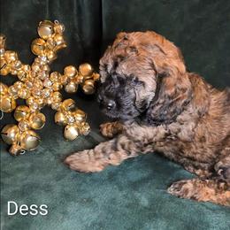 Dess - Black and tan female Cockapoo puppy in Sunset, Louisiana from Cano Cockapoos