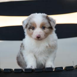Kline - Red merle male Australian Shepherd puppy in Harmony, North Carolina from Fox Aussies