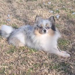 Serenity - Blue merle female Pomeranian puppy in Oologah, Oklahoma from GG's Pomeranians