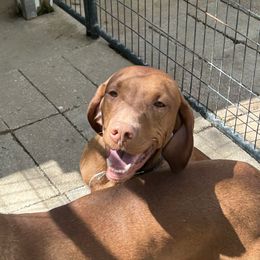 Grover - Vizsla