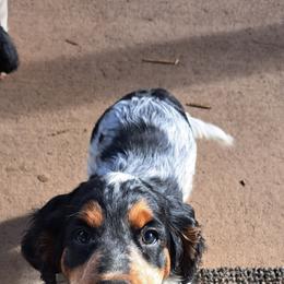 English Springer Spaniel Puppies from Colleen Bacon