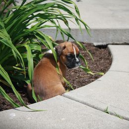 Fran - Brindle female Boxer puppy in Walton, Kentucky from Fast Lane Boxers