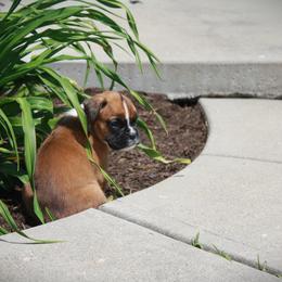 Fran - Brindle female Boxer puppy in Walton, Kentucky from Fast Lane Boxers