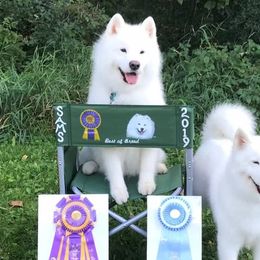Samoyeds from Double Helix Samoyeds
