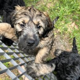 Teal - pixie - Sable female Goldendoodle puppy in Orange City, Florida from Rainbow Doodle