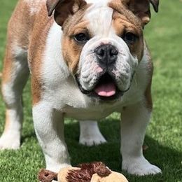 Bulldogs from Velvet's Bulldogs