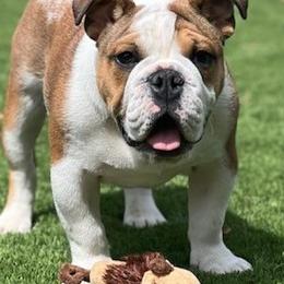 Bulldogs from Velvet's Bulldogs