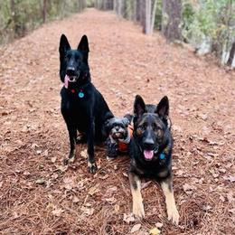 German Shepherds from Nach dem Sturm Kennels