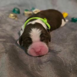 Truffle - Liver white and tan male English Springer Spaniel puppy in Cookeville, Tennessee from Krossroads Kennel