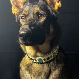 German Shepherds from Brisingamen Shepherds