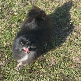 Yrsa - Black and tan female Pomeranian puppy in Ector, Texas from BB Pomeranians