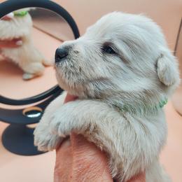 Ty - Wheaten female Scottish Terrier puppy in Crossville, Tennessee from Cavern Kennels