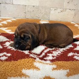Bo - Red male Bloodhound puppy in Marvell, Arkansas from Hat Creek Kennel