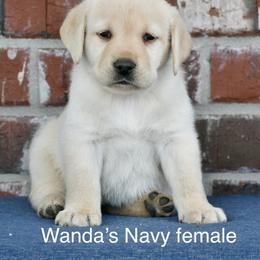 Blue female - Yellow female Labrador Retriever puppy in Mississippi from Sure Shot English Labs