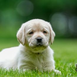 Yellow Collar - Yellow female Labrador Retriever puppy in West Newbury, Massachusetts from Riverfront K9