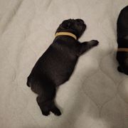 Girl 3 - female Standard Schnauzer puppy in Mesquite, Texas from Ausgelassen Standard Schnauzers