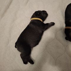 Girl 3 - female Standard Schnauzer puppy in Mesquite, Texas from Ausgelassen Standard Schnauzers