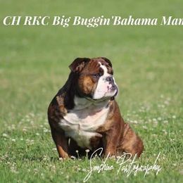 Baja - Bulldog
