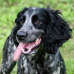 Spell - English Cocker Spaniel