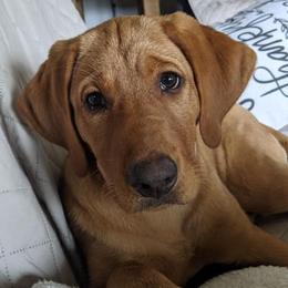 Dilute Retriever Puppies from MBR Labradors