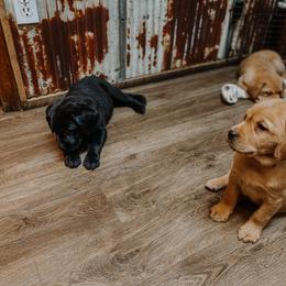 Labrador Retriever Puppies from Landon J Farms Labrador Retrievers