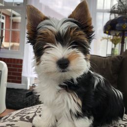 Biewer Terriers from Port Royal Biewer Terriers