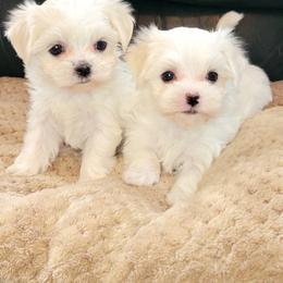 Maltese and Morkie Puppies from K and E Small Breed Puppies