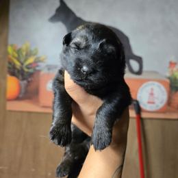 Valkor- Red Collar Male - Sable male German Shepherd puppy in Hawthorne, Florida from Lace's High Flying German Shepherds And Golden Retrievers