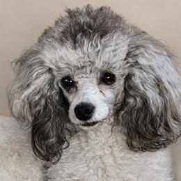 Lucy - Poodle
