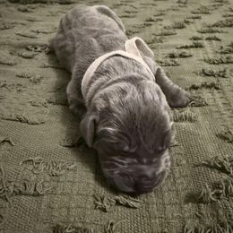 Ophelia - Blue female Great Dane puppy in Carencro, Louisiana from Halsey Danes