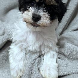 Willow - Black and white female Havanese puppy in Lawrenceville, Georgia from Alchemy Havanese