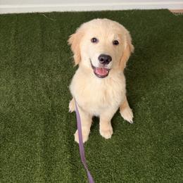 Gibbs - Golden male Golden Retriever puppy in Moapa, Nevada from Little Bitta Luck Farms