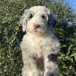 Newport - Blue merle male Sheepadoodle puppy in Claremont, California from Dots Sheepadoodles