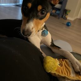 Basenji All Grown Up from Coachella Valley Basenjis