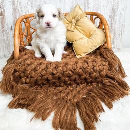 Marge - Yellow and white female Bernedoodle puppy in Otisville, Michigan from Danie’s Darling Doodles LLC