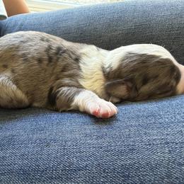 Boy 3 - male Bordoodle puppy in Shelton, Washington from Prophecy Kennels