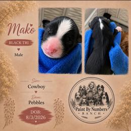 Mako - Black tri-color male Australian Shepherd puppy in Magee, Mississippi from Paint ByNumbers Ranch