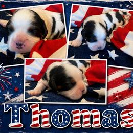 Thomas - Tri-color male Cavalier King Charles Spaniel puppy in London, Arkansas from Frosty’s Cavaliers