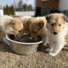 Collie Puppies from Cadie's Collies
