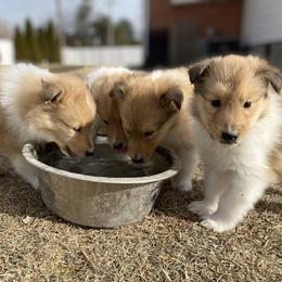 Collie Puppies from Cadie's Collies