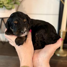 Toadette- yellow collar female - Phantom female Bernedoodle puppy in Salt Lake County, Utah from Coco Avenue Pups