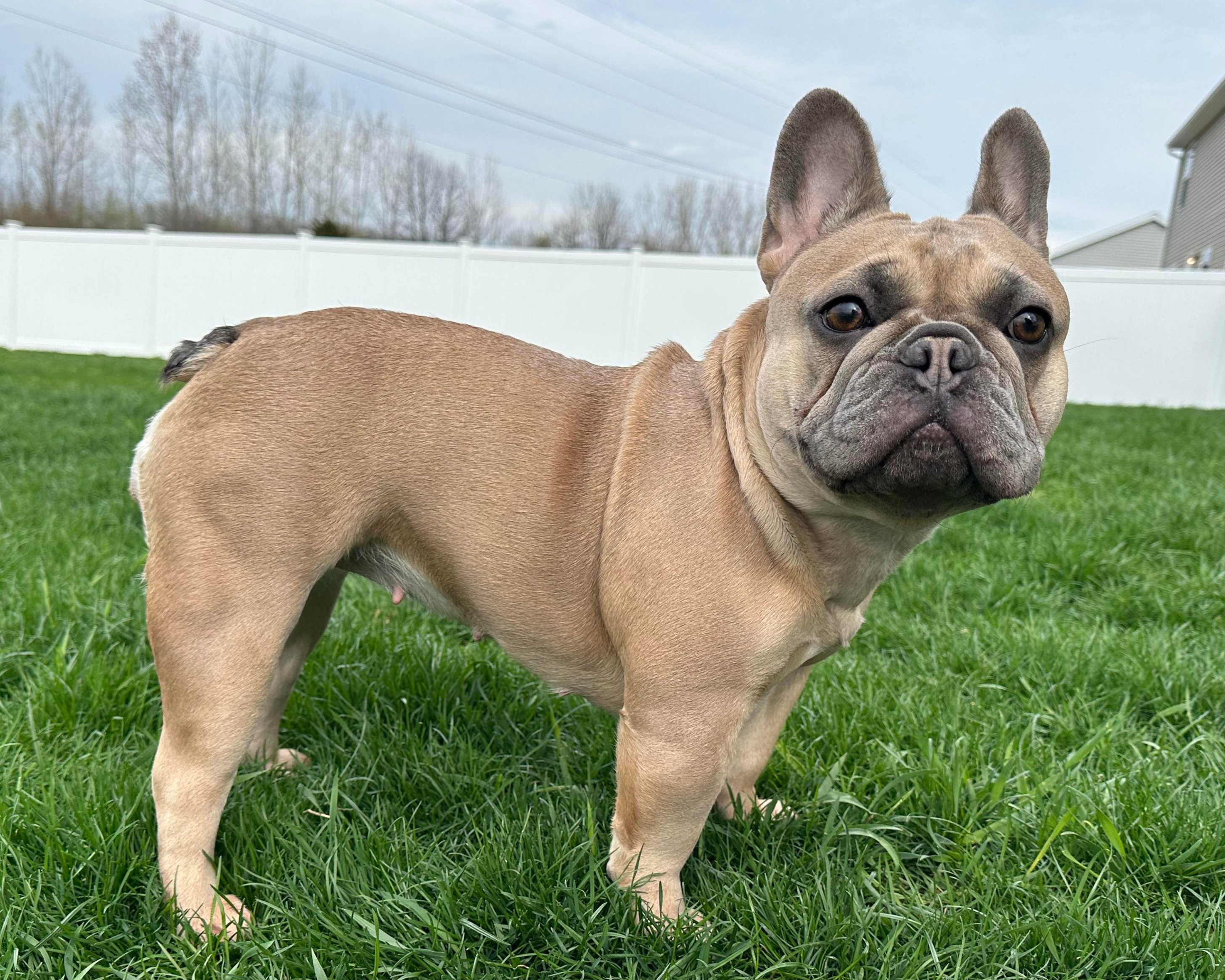 French Bulldog Puppies from Jessicah's Frenchies Michigan's French Bulldog Breeder