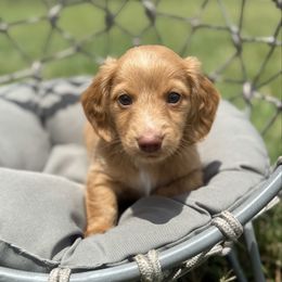 Mango-3500 - Cream male Dachshund puppy in Winter Haven, Florida from Dreamwork Dachshunds