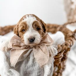 Hattie's Last Chapter- Finale - Parti male Goldendoodle puppy in Russell Springs, Kentucky from Milk & Honey Doodles